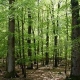 Спас од загадувањето: 30 мин шетање во длабока шума ви го штити имунитетот 2 месеци