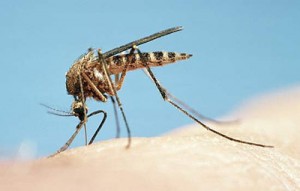 komarec