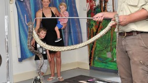 726363-carpet-python-snakes-mitchell-st-childcare-centre