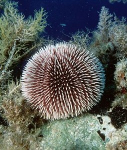 purple sea urchin, violet urchin (Sphaerechinus granularis), single exemplar on a rock among brown algae, Greece, Creta