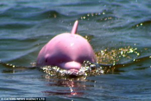 pink dolphin 3