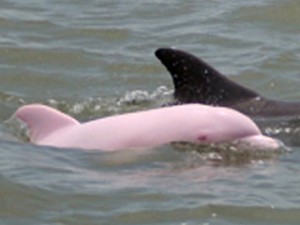 pink_dolphin_early