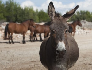 Hvar, 11.10.2012 - Divlji konji i magarci, koji su nekad sluzili u poljoprivredi, danas lutaju Hvarom