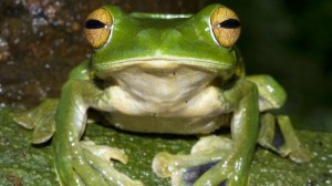 378347-frog