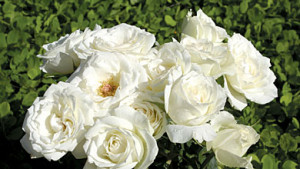 beli rozi
