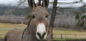 donkey1-564x272