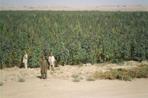 plantazi marihuana deca