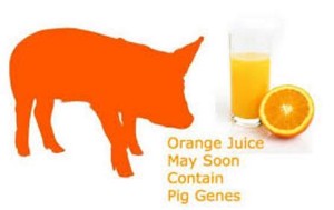 imagesOrange juice may soon contain pig genes