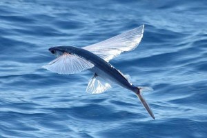 Flyingfish