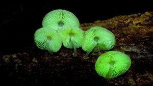glow-dark-mushroom-kit-620x350