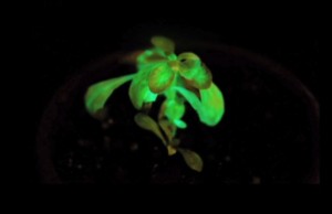 Biljka-Svetlost-Bioluminescencija