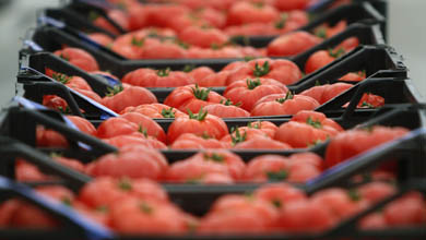 Tomatoes are sorted during the first harvesting of the year at a greenhouse in the refugee settlement of Tserovani