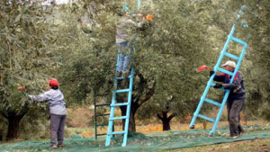 Farmers harvesting olives