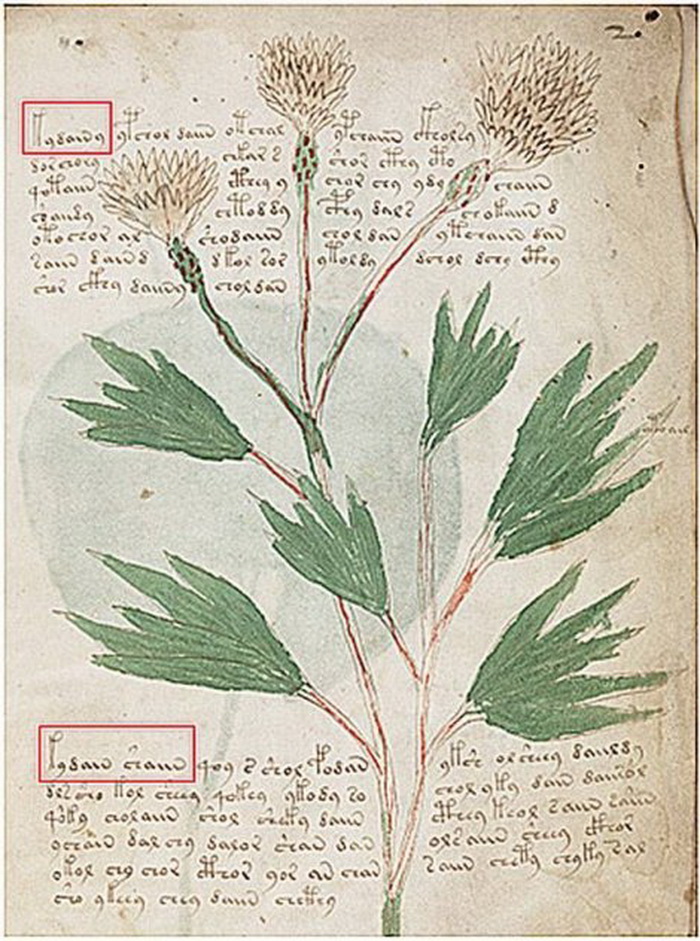 voynich-foto-beinecke-rare-book-and-manuscript-library-04