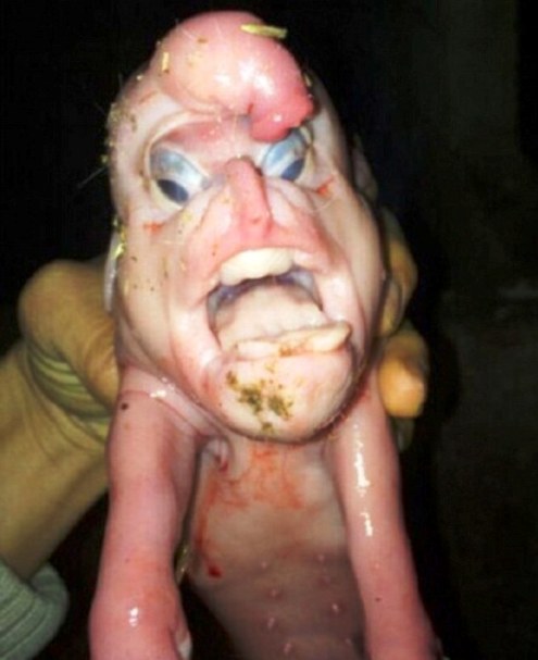 Picture shows : Mutant piglet was born a willie on its forehead and a  human-like head Snaps of a Chinese farmer's newborn pig that he claims had a human face and a willie on its forehead have gone viral.Friends and neighbours of farmer Tao Lu had rushed to his property in Yanan township in Nanning city in south China?s Guangxi Zhuang Autonomous Region after news spread of the mutant pig.And local Wu Kung who posted his images said: "I was one of a dozen people went there to see the piglet, and it really did human face and exactly like he said, a willie growing out of its forehead."He said it was alive and squealing but didn't live long after being rejected by the mother and refusing to feed from a bottle.Farmer Tao said he was amazed after the pig was born and a short story appeared in local media because he received phone calls from collectors prepared to pay a large sum of money for the animal.He said: "It was a large litter, and the mutant was one of the last of 19 piglets to be born. All the others were normal, just this one was really bizarre. It is a shame it died, I could have got more money for it them for the rest of the family put together based on what people were offering me on the phone."He said they had wanted to put the mutant pig on display to attract visitors.