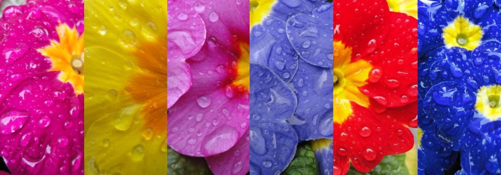 colours_of_spring_by_topper03-d3ctqwa-1024x358