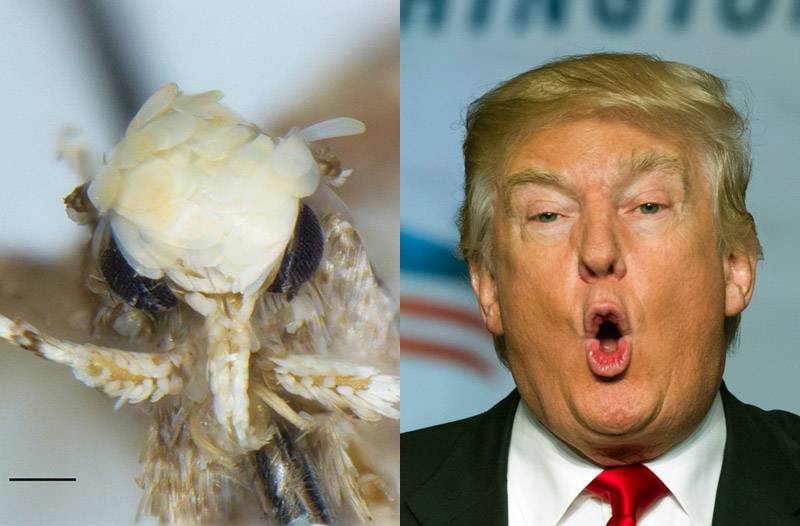 Moth-With-Scaly-Head-and-Weird-Dick-Named-in-Honor-of-Donald-Trump
